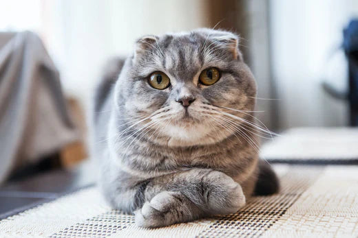 Top 10 des choses à savoir sur le Scottish Fold