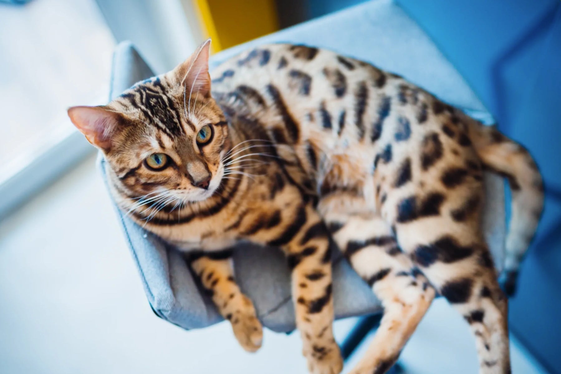 Alimentation Bengal : comment bien nourrir mon chat ?