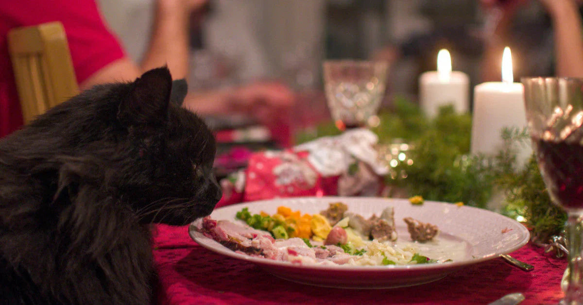 Top 10 des aliments de fêtes dangereux pour votre chat