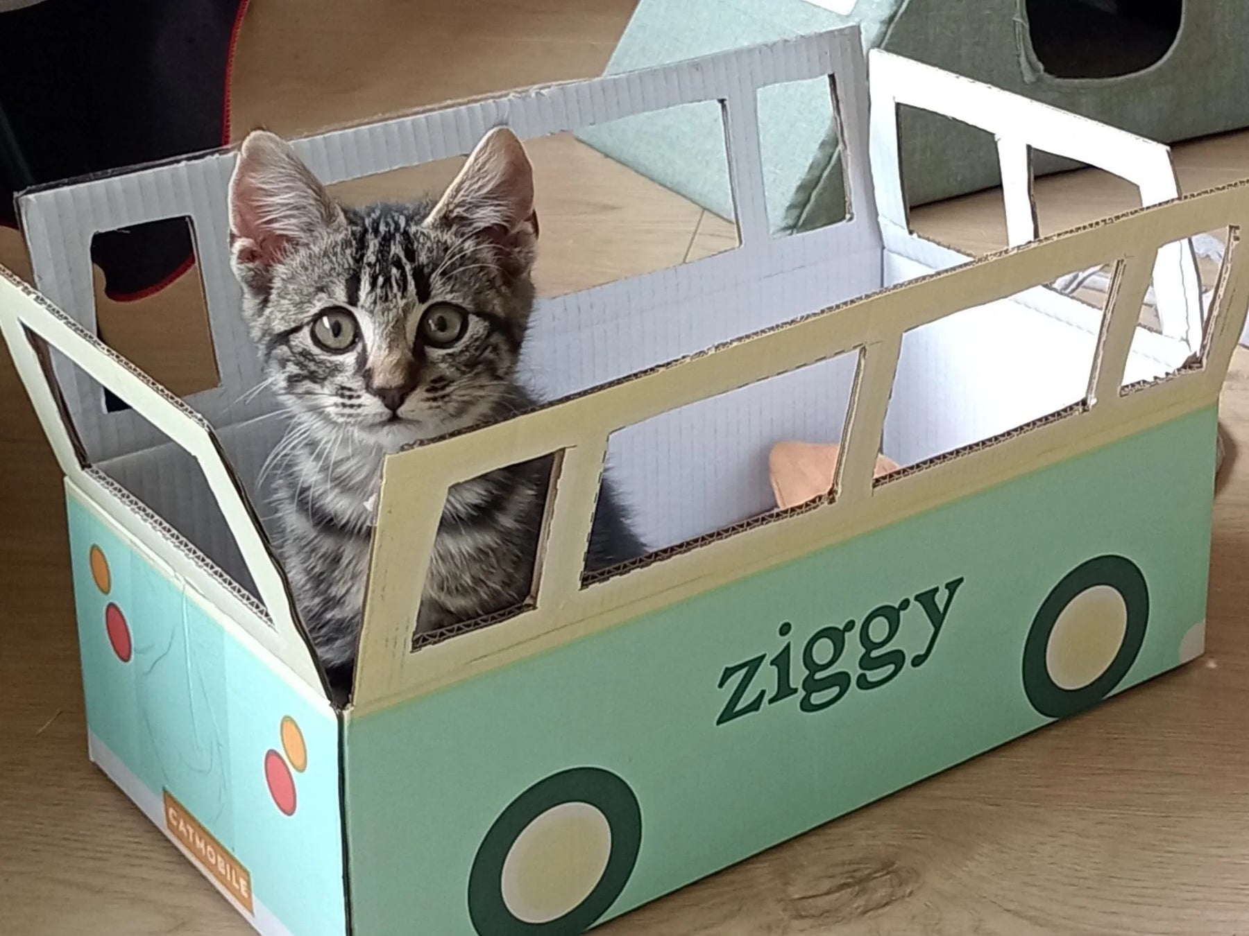 Comment bien accueillir son chaton à la maison ?