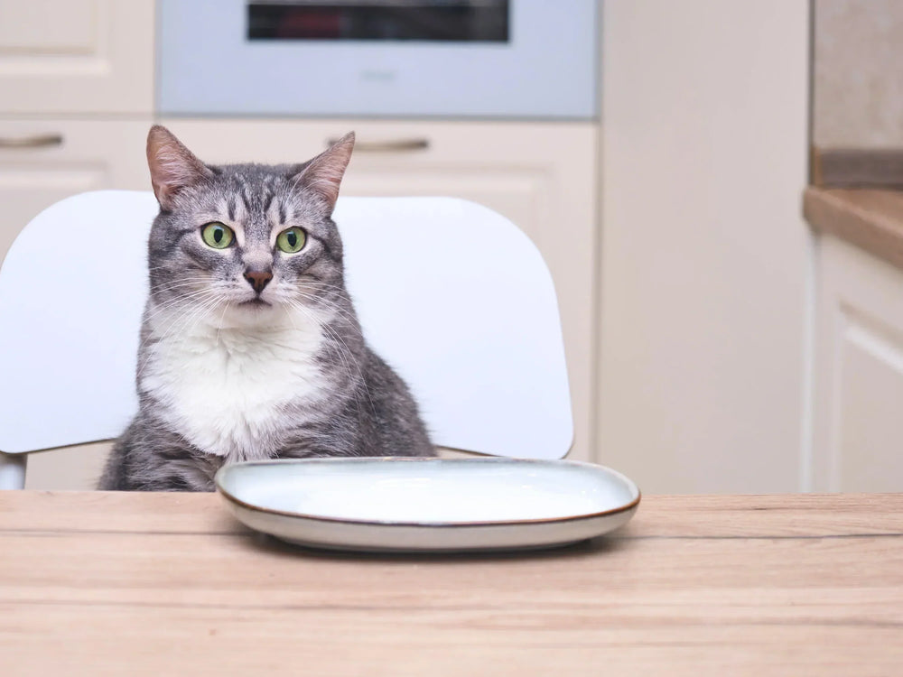 Chat végétarien : est-ce vraiment possible (et conseillé) ?