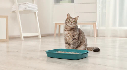 Choisir la meilleure litière pour son chat : nos conseils
