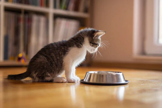 Donner des croquettes adultes à un chaton : sans danger ?