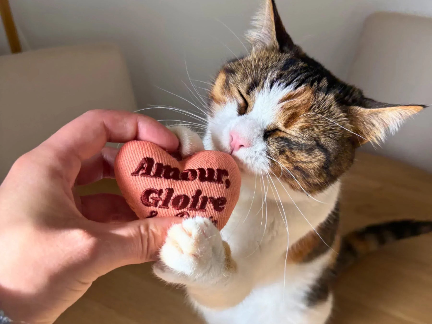 Noël 2025 : idées cadeaux pour chats (et ceux qui les aiment)