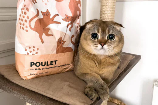 Quelle quantité de croquettes par jour donner à mon chat ?