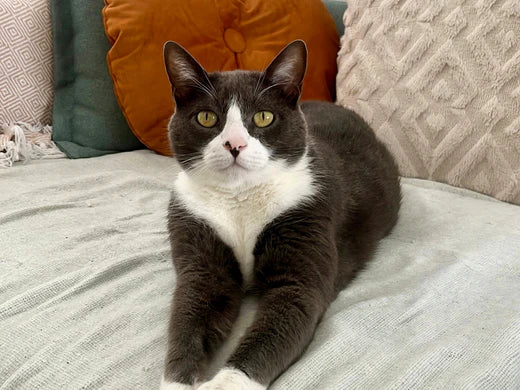 Troubles digestifs chez le chat : nos conseils pour une digestion au top