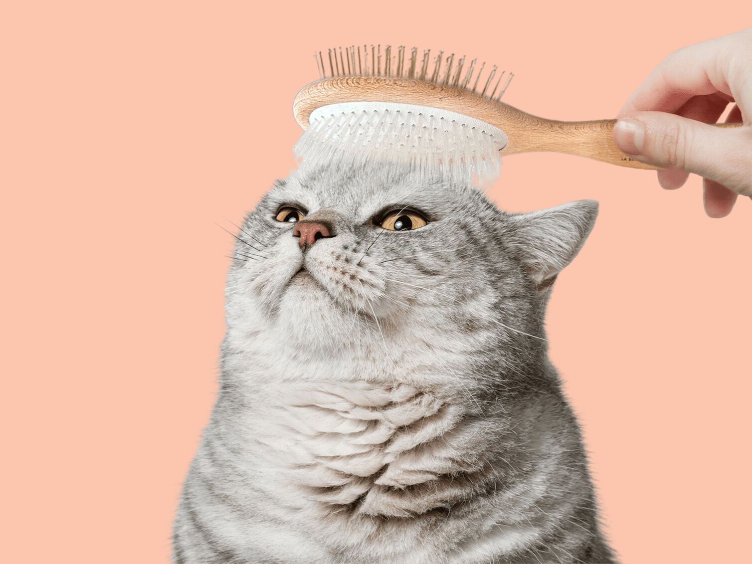 Accessoires pour chat