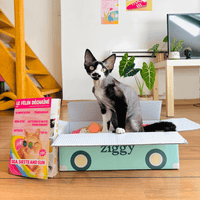 Chaton dans sa catmobile Ziggy à côté du magazine Le Félin Déchaîné, écrit par des chats, pour des chats