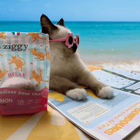 Chaton à la plage qui lit le magazine pour chat Le Félin Déchaîné