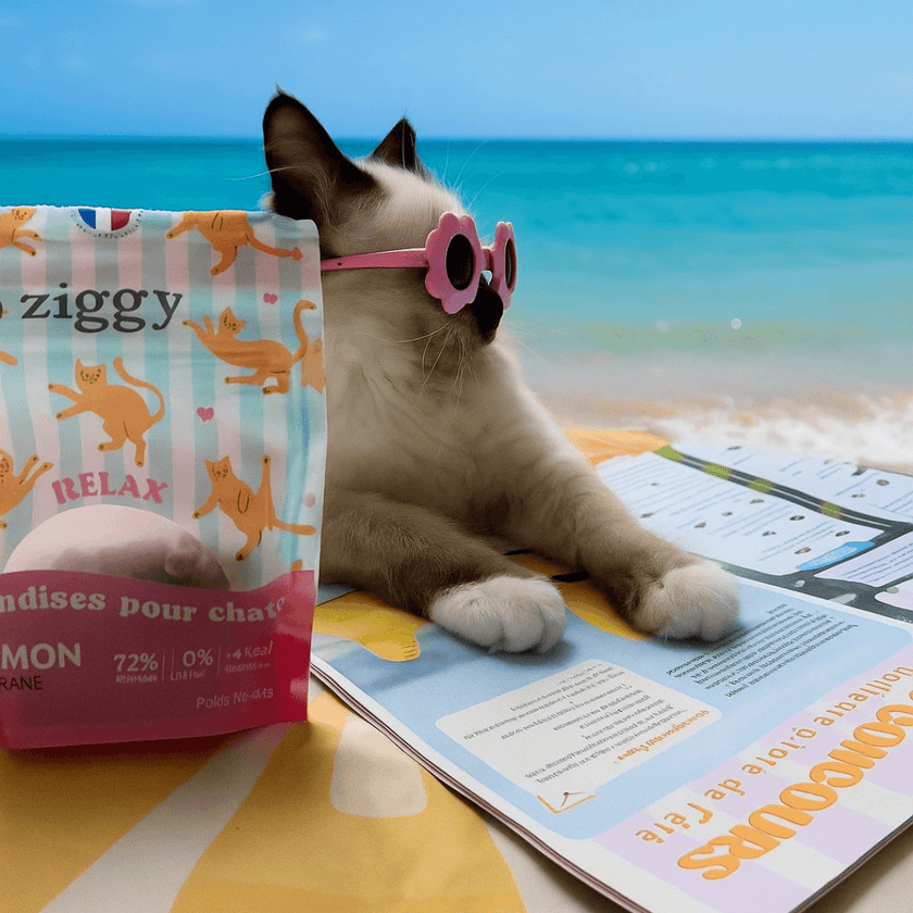 Chaton à la plage qui lit le magazine pour chat Le Félin Déchaîné