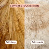 Focus poils de chats pour la brosse pour chats double tête Ziggy qui convient à tous les types de poils