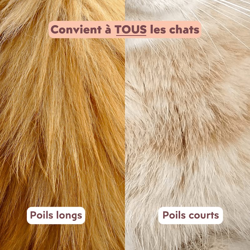 Focus poils de chats pour la brosse pour chats double tête Ziggy qui convient à tous les types de poils
