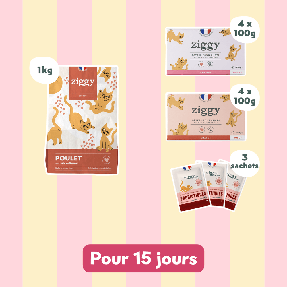 Kit chaton