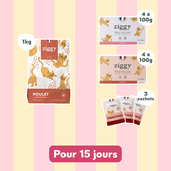 Kit chaton