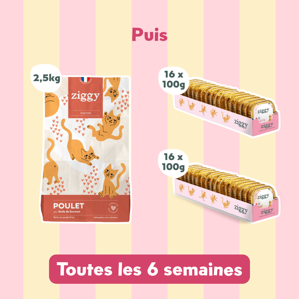 Kit chaton