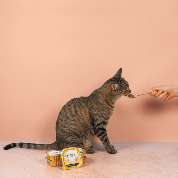 Cuillère à pâtée pour chat Ziggy