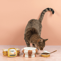 Cuillère à pâtée pour chat Ziggy