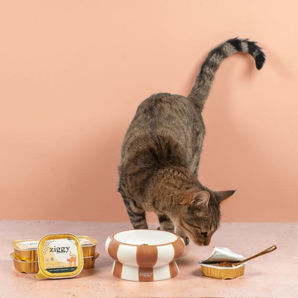 Cuillère à pâtée pour chat Ziggy