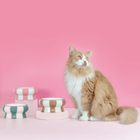 Chat adulte stérilisé roux à côté des gamelles pour chat Ziggy