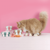 Chat adulte stérilisé roux à côté des gamelles pour chat Ziggy