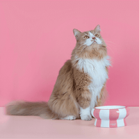 Chat adulte stérilisé roux à côté des gamelles pour chat Ziggy