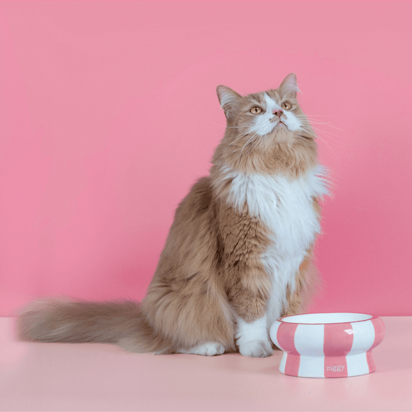 Chat adulte stérilisé roux à côté des gamelles pour chat Ziggy