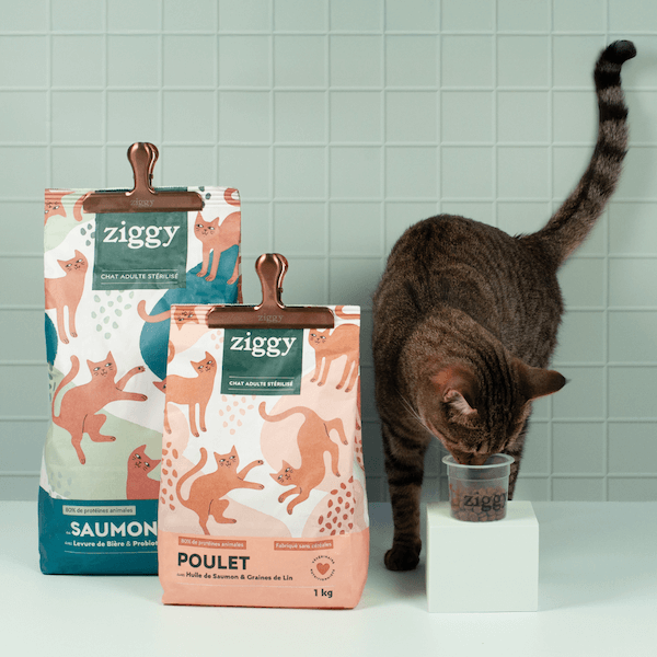 Chat adulte à côté des croquettes pour chat adulte stérilisé Ziggy, qui sont fermées par des pinces à sachet de croquettes