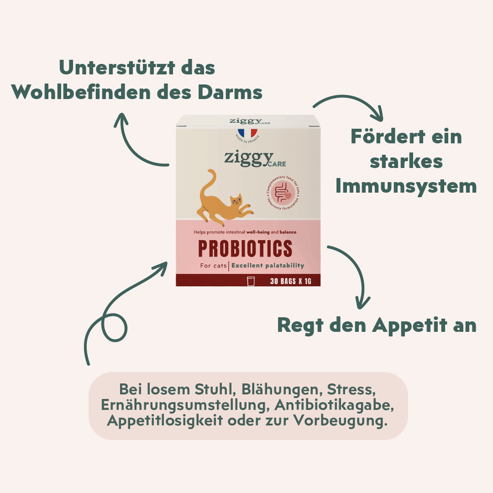 1 boite de 30 sachets de probiotiques de 1g Ziggy pour chat et chaton qui améliorent la digestion chez le chat