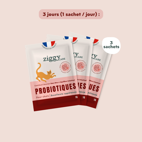 1 boite de 30 sachets de probiotiques de 1g Ziggy pour chat et chaton qui améliorent la digestion chez le chat