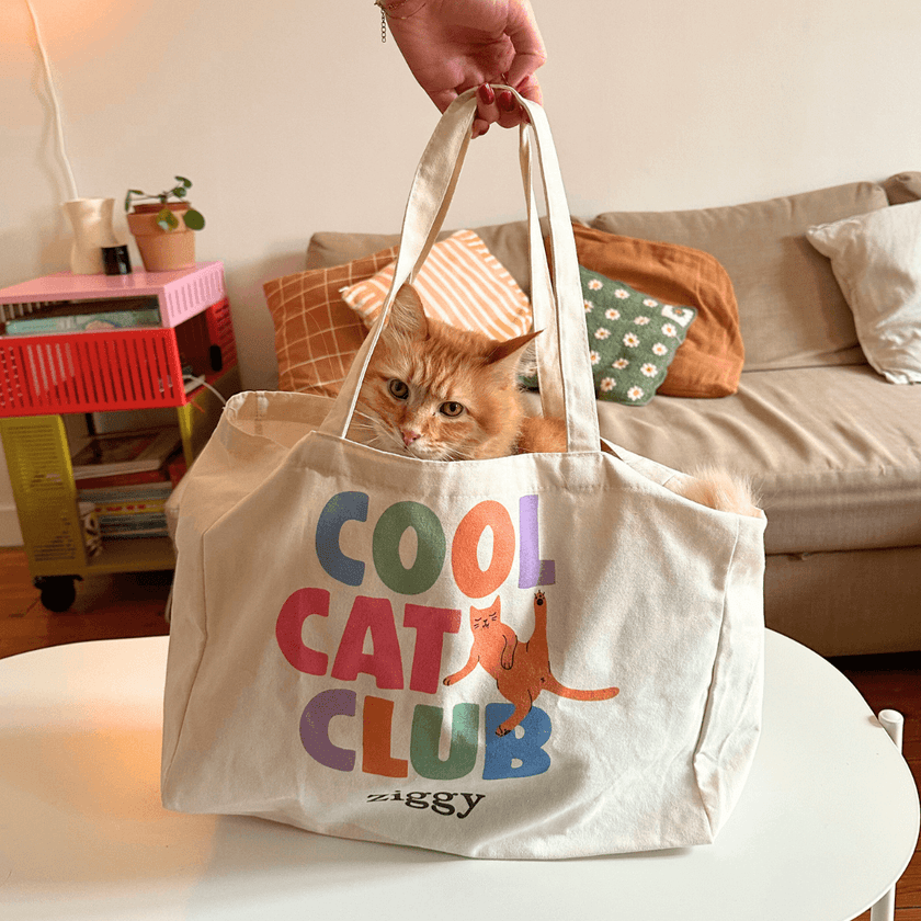 Chat adulte stérilisé roux super mignon dans le totebag Ziggy Cool Cat Club
